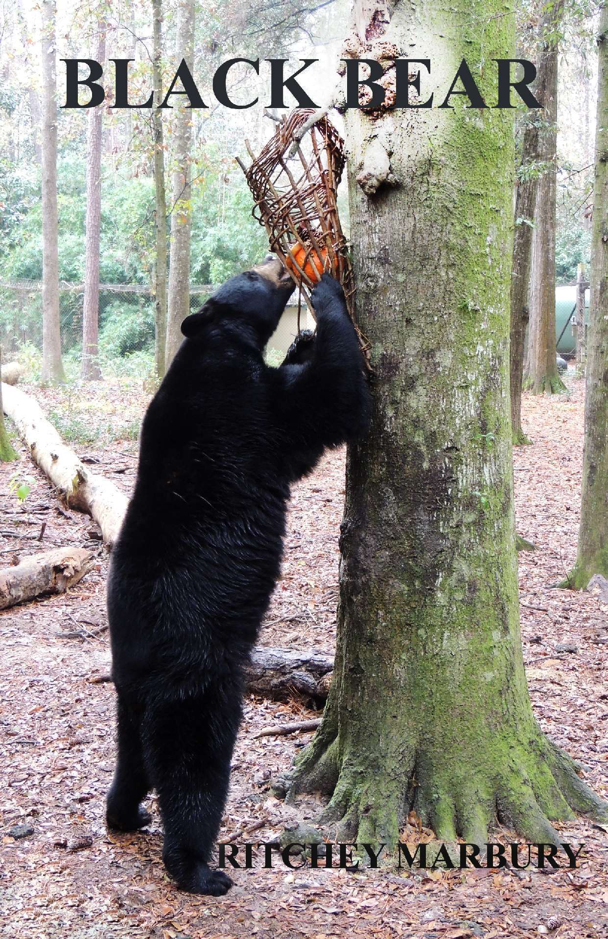 BLACK BEAR