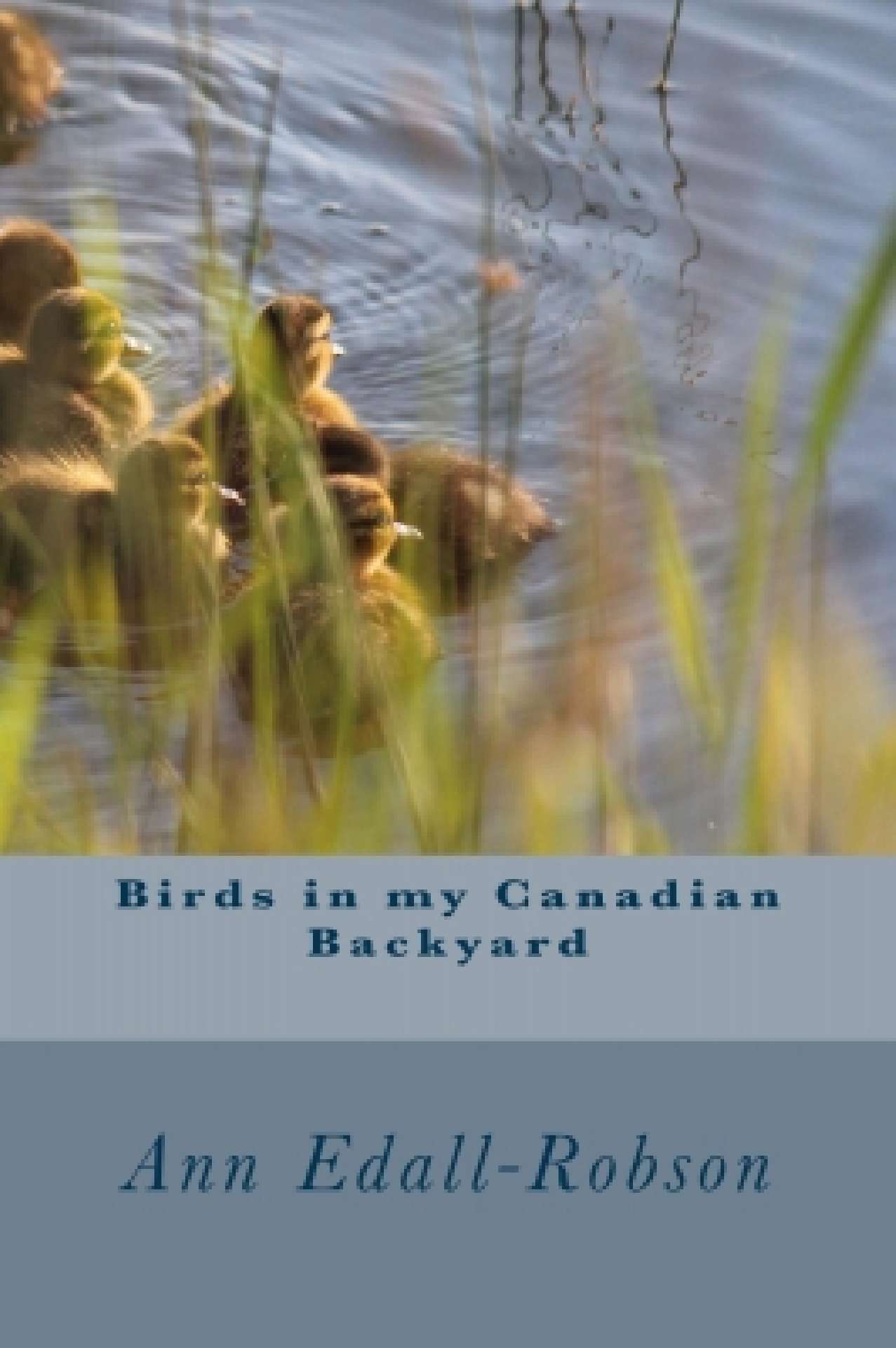 Birds in my Canadian Backyard Birds in my Canadian Backyard